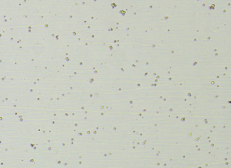 喜報(bào)丨IND獲批！瑞宏迪醫(yī)藥細(xì)胞治療藥物RGL-305注射液正式獲NMPA批準(zhǔn)臨床