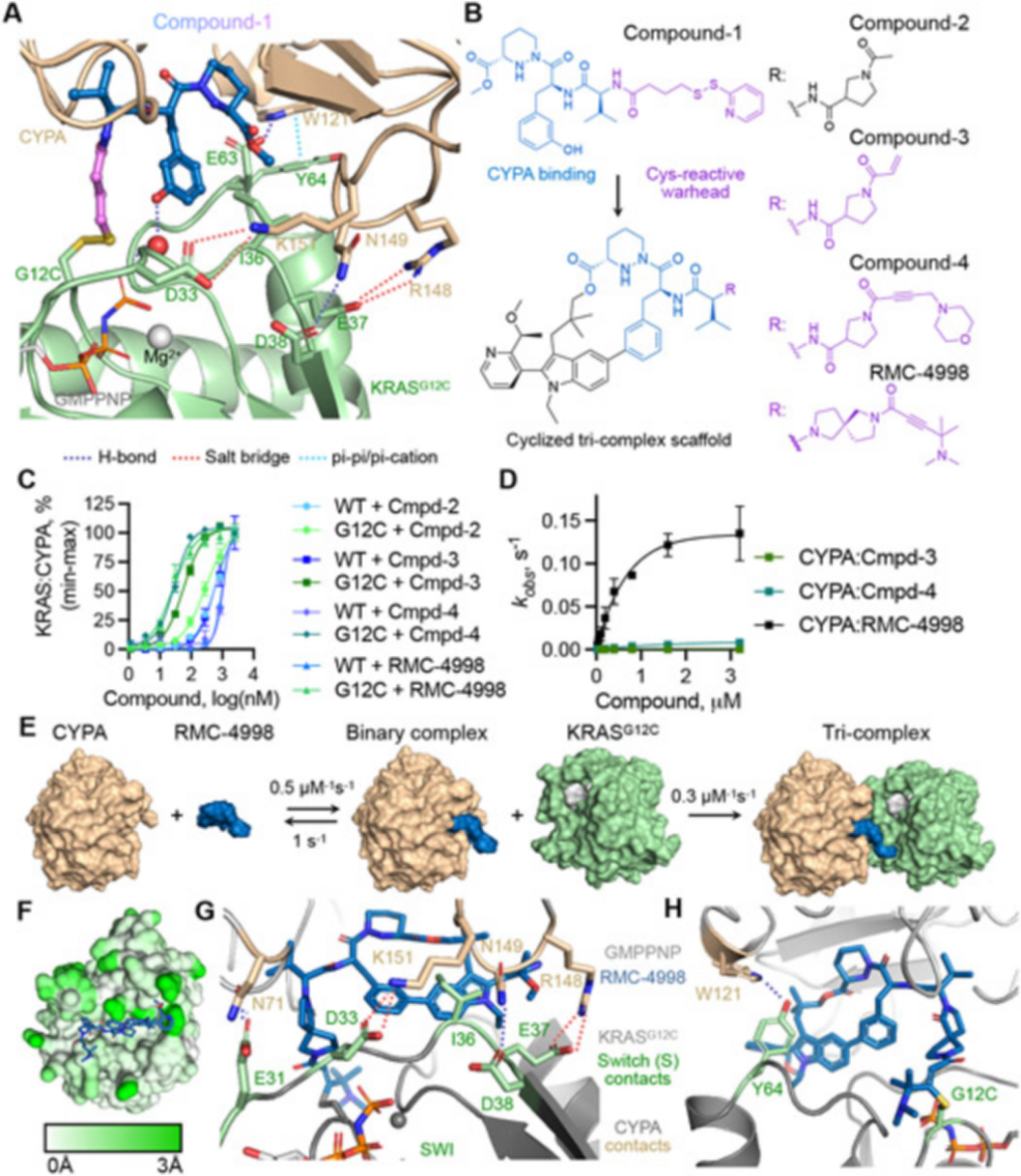 揭秘RMC-4998:用"分子膠水"困住癌癥突變蛋白KRAS（G12C）激活態(tài)