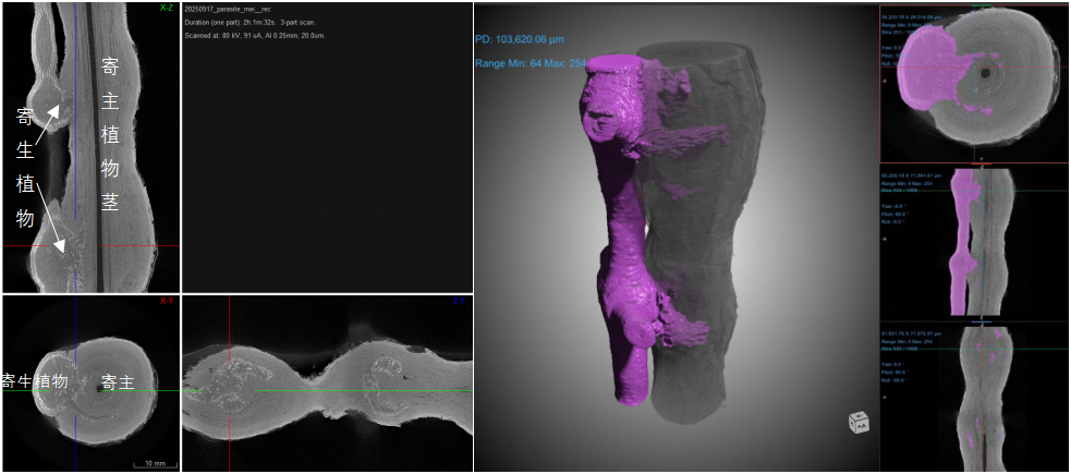 CT技术在生态学中的多尺度应用（附检测方法和图像分析）