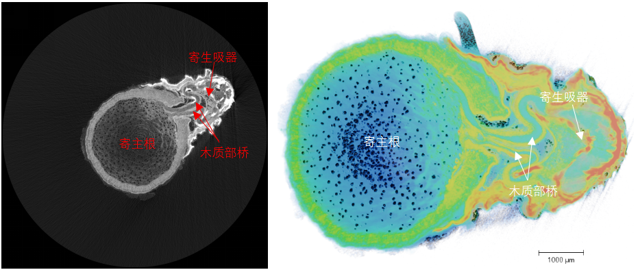 CT技术在生态学中的多尺度应用（附检测方法和图像分析）