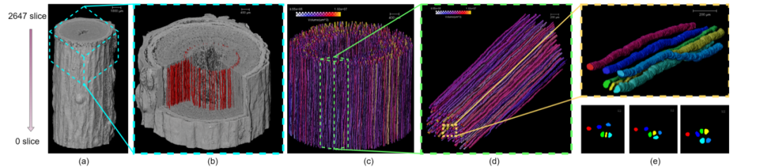 CT技术在生态学中的多尺度应用（附检测方法和图像分析）