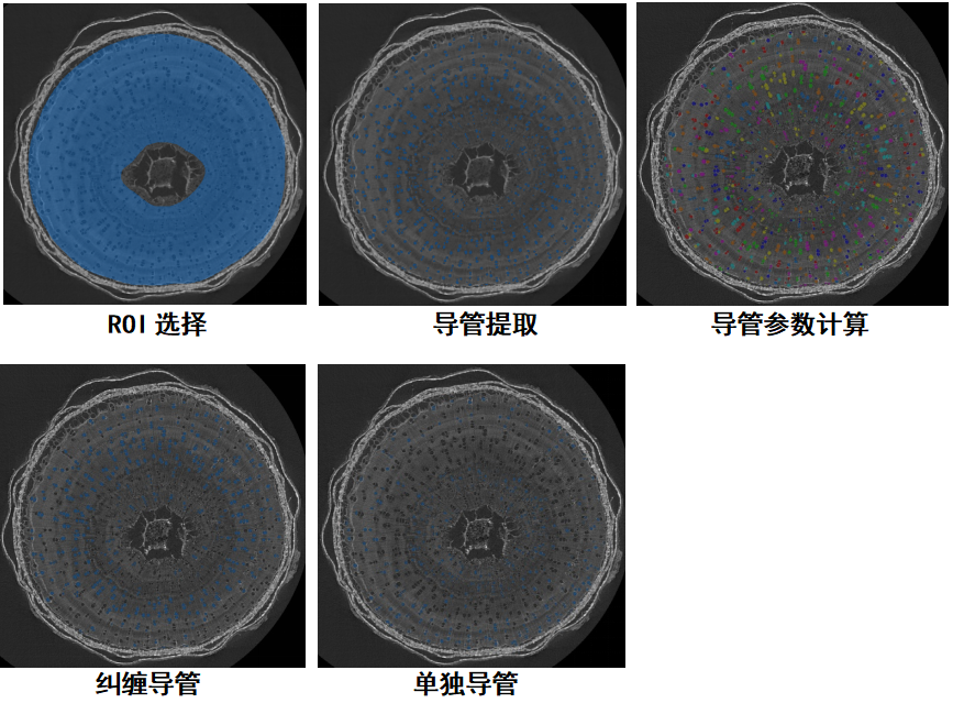 CT技术在生态学中的多尺度应用（附检测方法和图像分析）