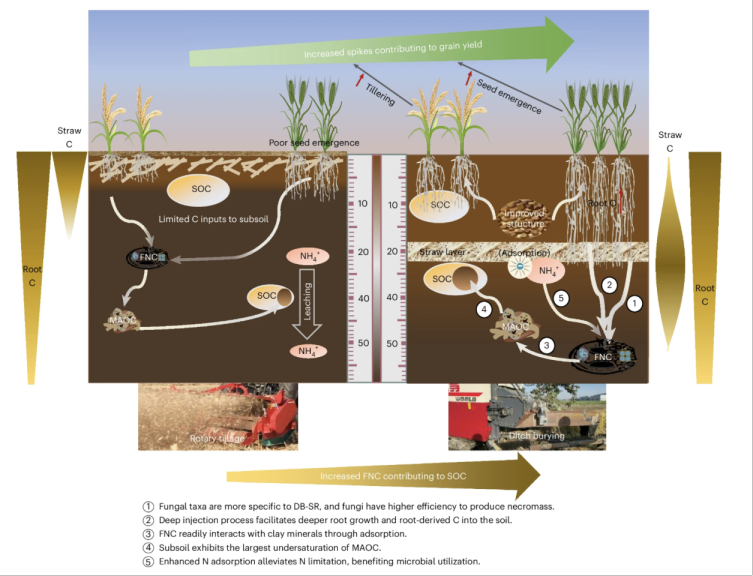 客户文章（NG）| 可持续性底土管理促进土壤碳积累与作物产量提升