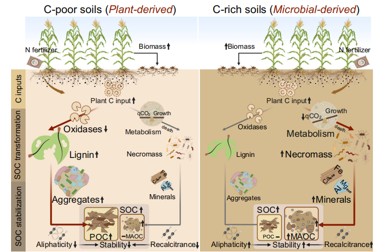 文献解读| 土壤有机碳阈值控制肥料对全球农田碳积累的影响
