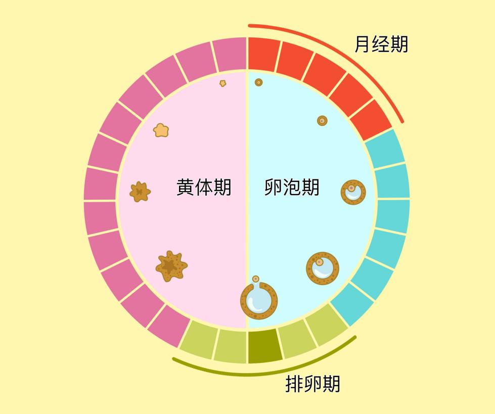 妇检床怎么上【健康科普】妇科体检“不社恐”指南：选对时间+解锁姿势，轻松通关！_https://www.jmylbn.com_新闻资讯_第9张