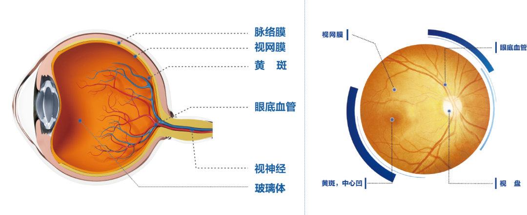 眼底激光机有什么牌子好奇：眼底生病了，为什么要打激光？_https://www.jmylbn.com_新闻资讯_第2张