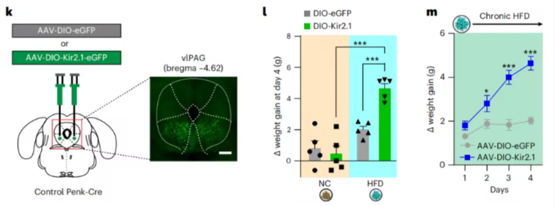 【客户文章】童年创伤如何改写大脑 “食欲密码”？科学家揭示暴食背后的神经环路