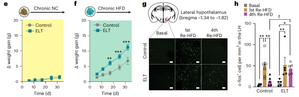 【客户文章】童年创伤如何改写大脑 “食欲密码”？科学家揭示暴食背后的神经环路