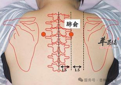 肺俞穴位位置图_肺俞穴的功效与作用_按摩手法_苹果绿