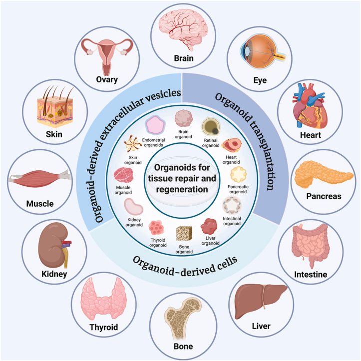 Materials Today Bio： 用于组织修复与再生的类器官 - 赛因生物(cykine)