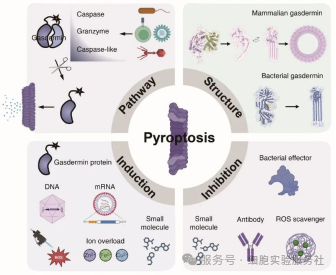 细胞焦亡（Pyroptosis）