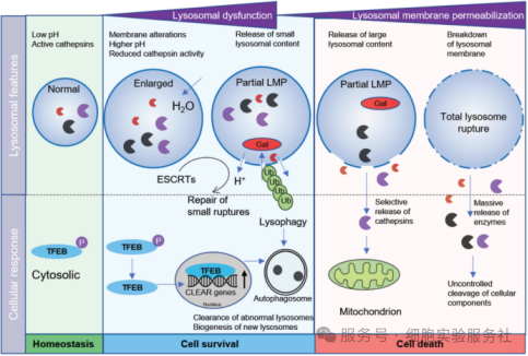 溶酶体依赖性死亡（Lysosome-dependent cell death）