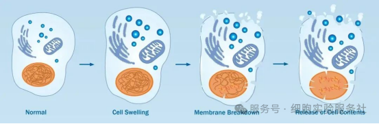 细胞坏死（Necrosis）
