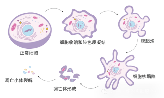 细胞凋亡（Apoptosis)