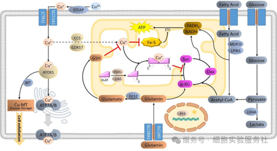 铜死亡（Cuproptosis）