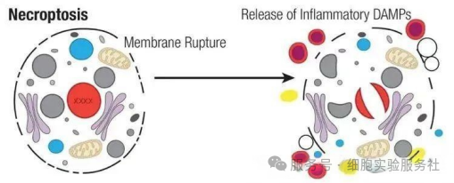 坏死性凋亡（Necroptosis）