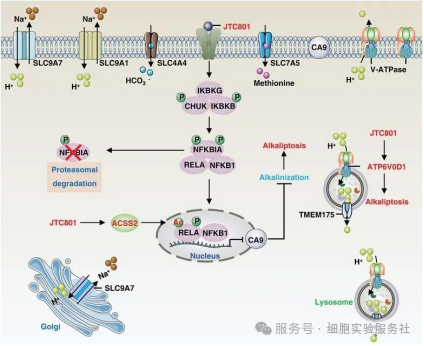 碱死亡（Alkaliptosis）