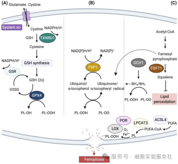 铁死亡（Ferroptosis）