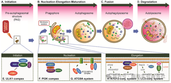 自噬性死亡（Autophagic cell death）