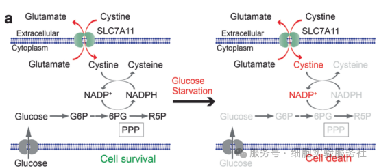 双硫死亡（Disulfidptosis）