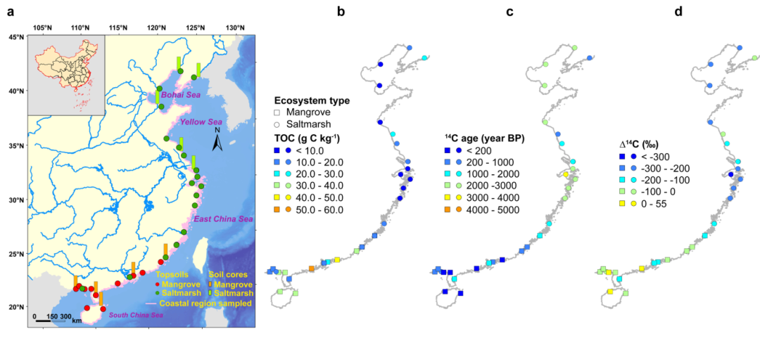 客户文章（GCB）| 矿物结合和微生物转化共同延长滨海湿地碳周转