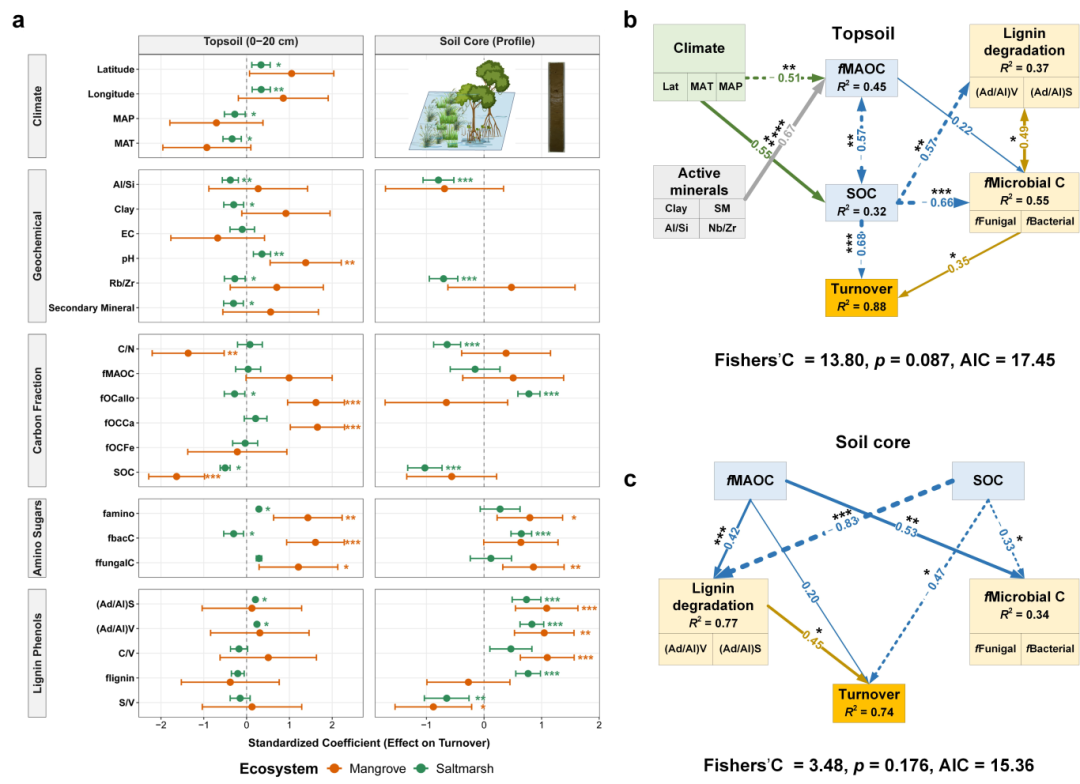 客户文章（GCB）| 矿物结合和微生物转化共同延长滨海湿地碳周转