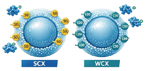 新品上市｜Biosep CEX：治疗性蛋白电荷异质性分析，从此快一步