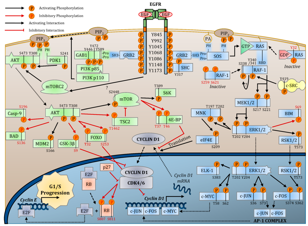 EGF激活EGFR后介导细胞周期由G1期向S期推进的信号传导通路 Wee, P., & Wang, Z. (2017). Epidermal Growth Factor Receptor Cell Proliferation Signaling Pathways. Cancers, 9(5), 52. https://doi.org/10.3390/cancers9050052 表皮生长因子（EGF）激活表皮生长因子受体（EGFR）后，介导细胞周期由G1期向S期推进的信号传导通路。EGF是促进细胞增殖的经典因子。它主要结合EGFR受体，激活MAPK等信号通路，强力刺激上皮细胞、成纤维细胞及多种干细胞的有丝分裂。在角质形成细胞或神经干细胞的培养中，EGF通常是不可或缺的基础成分。   FGF家族（成纤维细胞生长因子）   Farooq, M., Khan, A. W., Kim, M. S., & Choi, S. (2021). The Role of Fibroblast Growth Factor (FGF) Signaling in Tissue Repair and Regeneration. Cells, 10(11), 3242. https://doi.org/10.3390/cells10113242 其中bFGF（或FGF-2）尤为重要。与EGF不同，bFGF不仅具有促增殖作用，更是维持多能干细胞（如人ESC和iPSC）干性的关键因子。在间充质干细胞（MSC）的培养中，bFGF不仅能加速扩增，还能延缓细胞衰老，保持其多向分化潜能。   TGF-β超家族（转化生长因子-β）