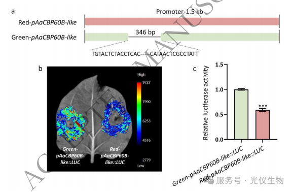 Laser系列活体成像系统应用实例｜3D染色质+多组学解读软枣猕猴桃花青素调控