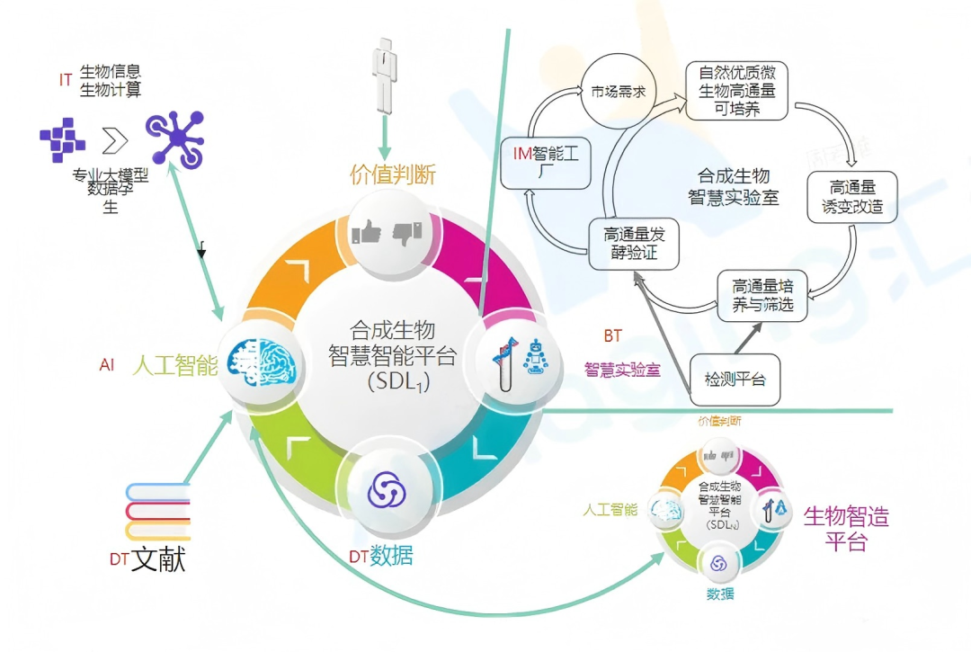 AI+ 自动化如何重塑合成生物？汇像科技给出&ldquo;全流程智能&rdquo;新答案