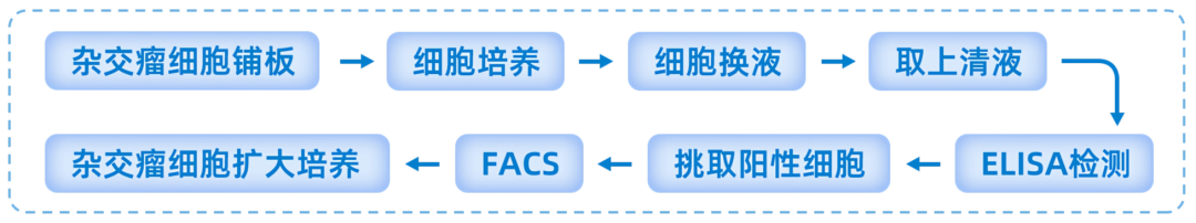 AI 与自动化重塑先导抗体发现：解码创新药物研发底层范式
