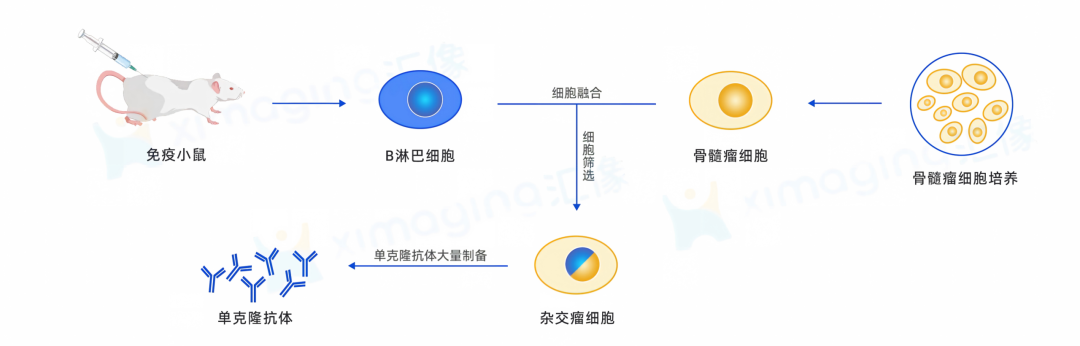 AI 与自动化重塑先导抗体发现：解码创新药物研发底层范式