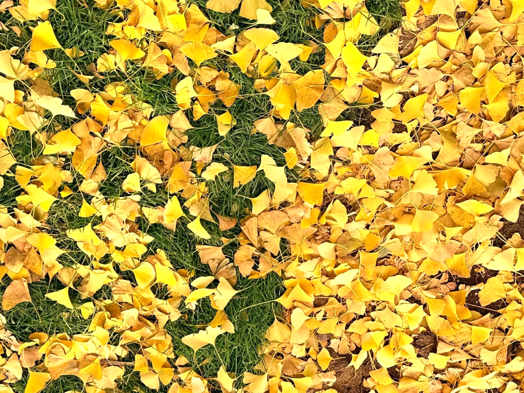 北京的秋天太美了｜也是DLAB大龙仪器“自动化生产线