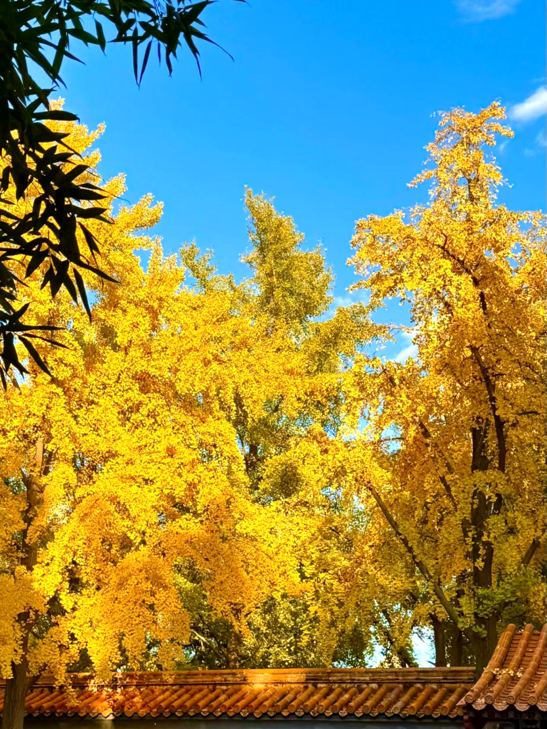 北京的秋天太美了｜也是DLAB大龙仪器“自动化生产线