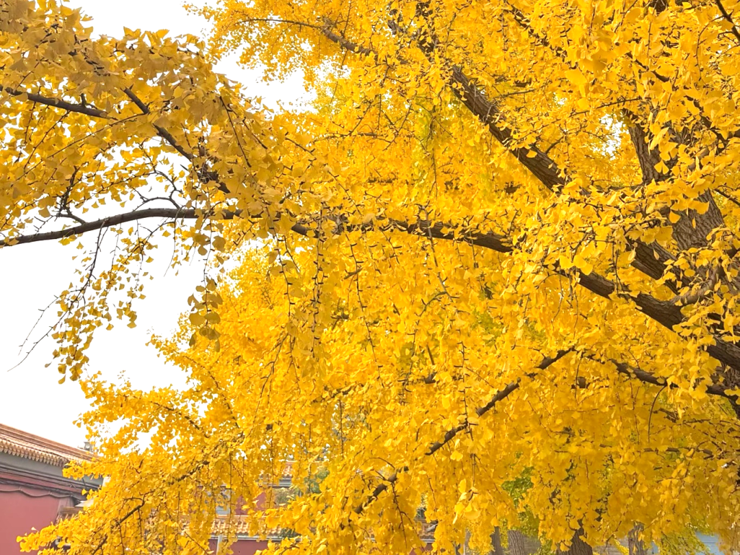 北京的秋天太美了｜也是DLAB大龙仪器“自动化生产线