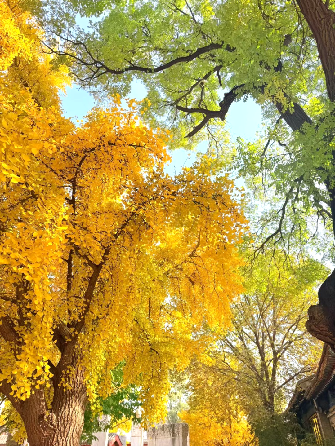 北京的秋天太美了｜也是DLAB大龙仪器“自动化生产线