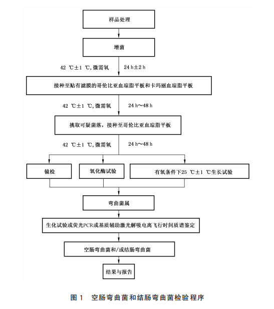 聚焦GB 4789.9-2025彎曲菌檢驗：關鍵步驟操作要點與高效解決方案