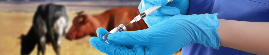 如何用一根分析柱，在 9 分鐘內(nèi)快速分析 60 多種不同類別的抗生素獸藥？