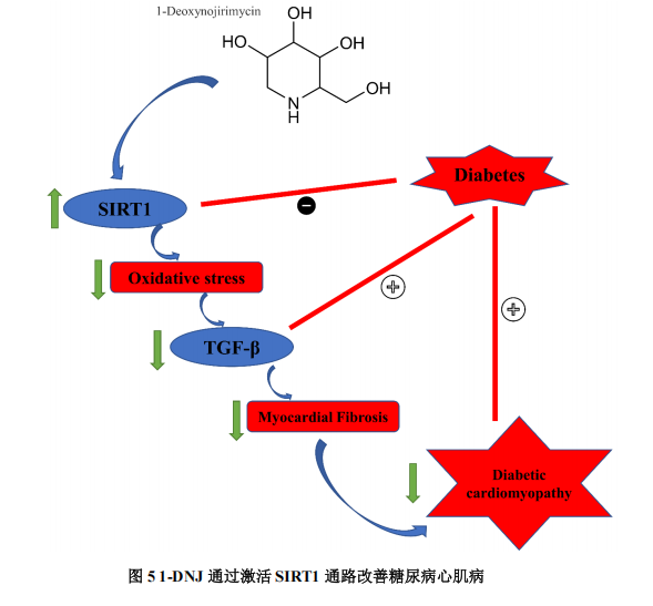 桑叶提取物防治糖尿病心肌病：1-DNJ被证实为核心功效成分