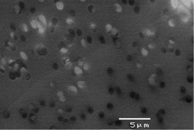 原位看见真相—Starter Kit液体样品盒揭示抛光液中磨料的真实状态