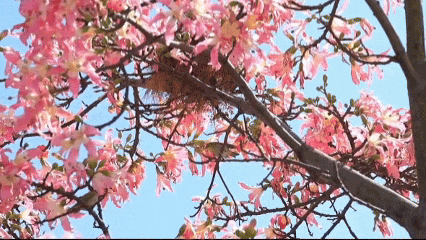 图/海珠湿地（摄于盛花期）