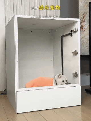猫咪3.gif
