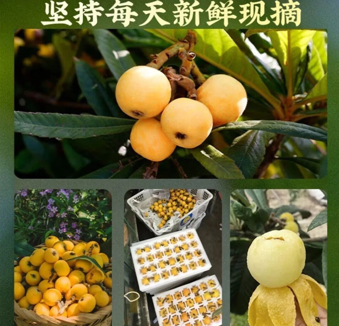 尝鲜苏州东山白玉枇杷，一口甜到心坎里