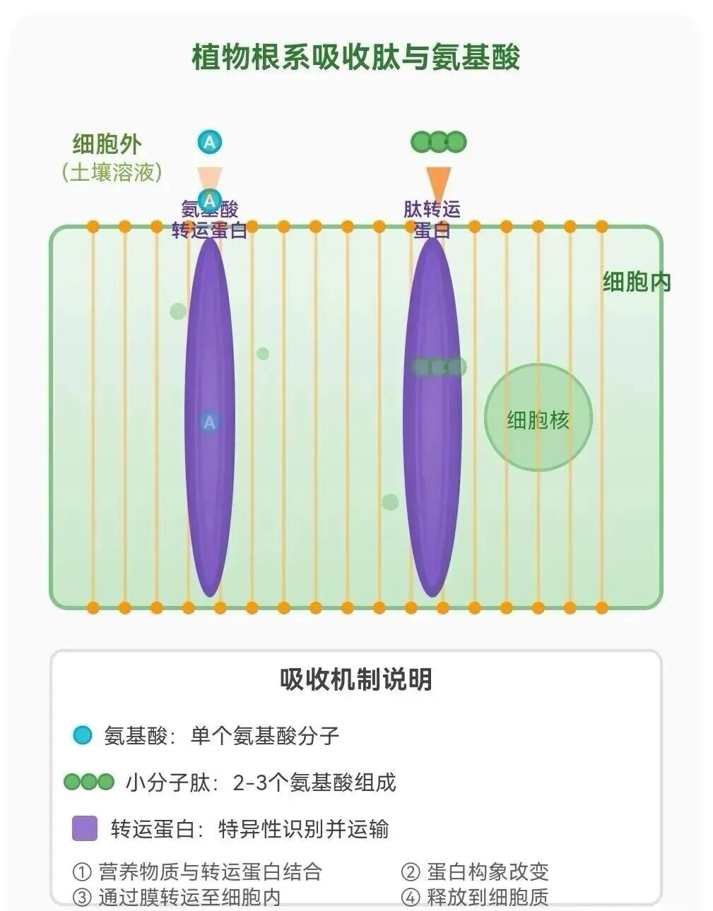 信號傳導(dǎo)示意圖