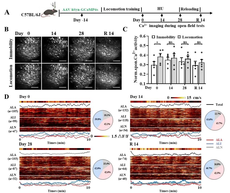 揭示模擬失重致后肢運動皮層神經元活動時序性變化的特征及機制