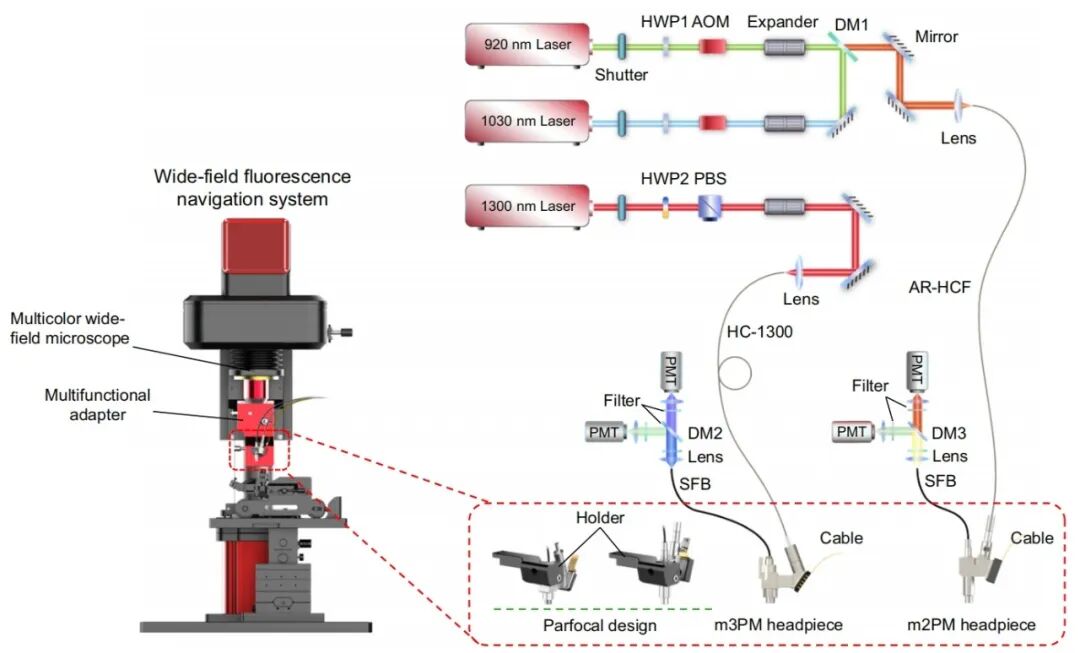 吳潤(rùn)龍課題組開發(fā)寬視場(chǎng)熒光導(dǎo)航系統(tǒng)，賦能自由行為動(dòng)物高效多光子成像