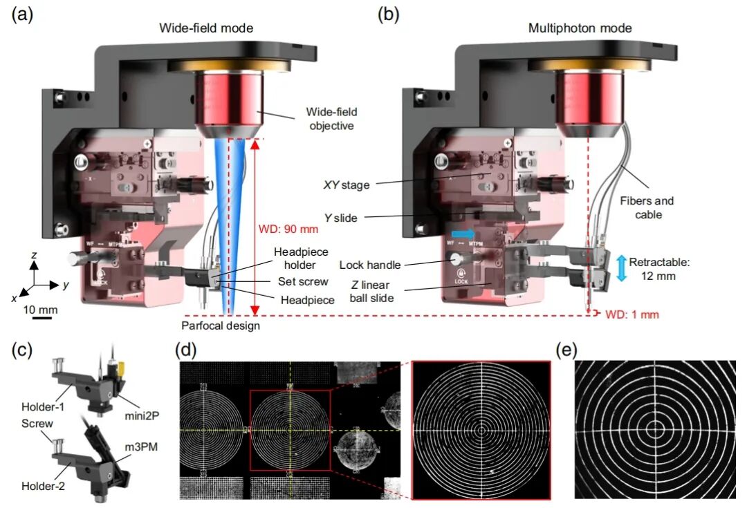 吳潤(rùn)龍課題組開發(fā)寬視場(chǎng)熒光導(dǎo)航系統(tǒng)，賦能自由行為動(dòng)物高效多光子成像