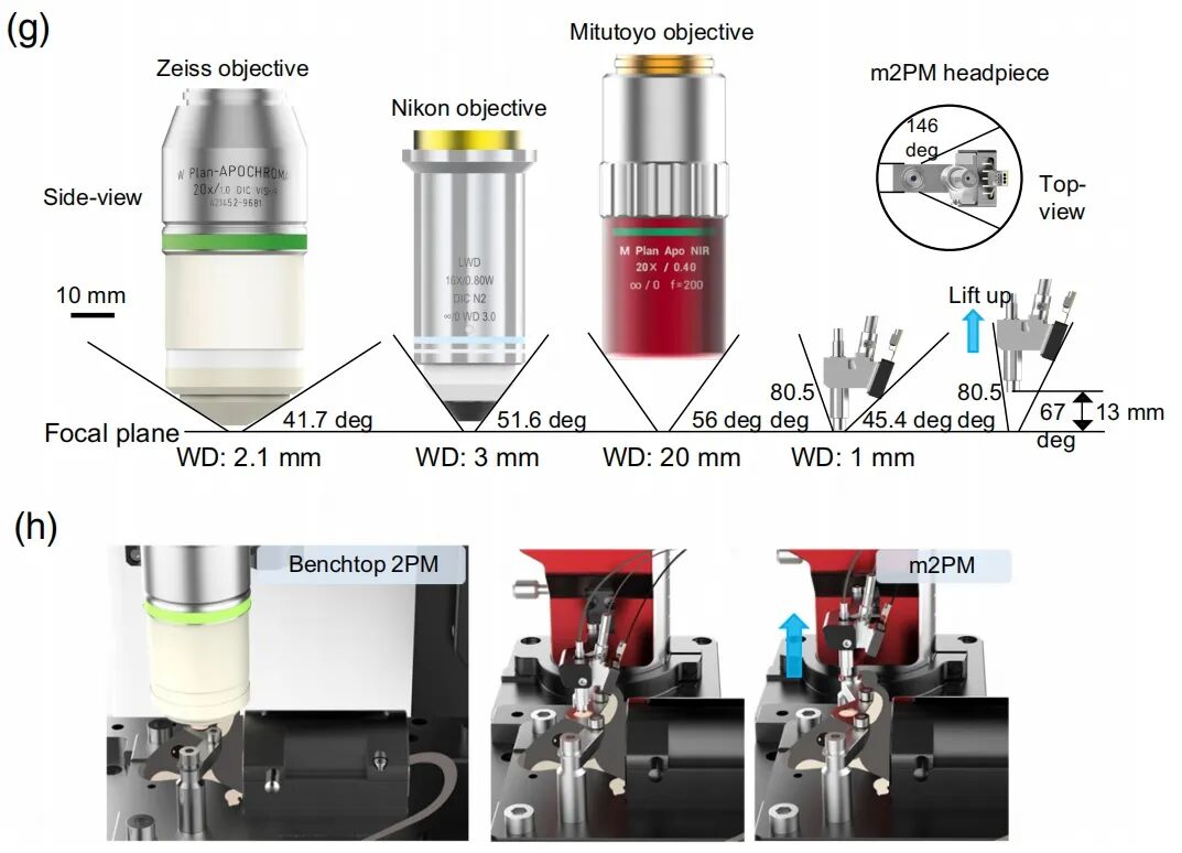 吳潤(rùn)龍課題組開發(fā)寬視場(chǎng)熒光導(dǎo)航系統(tǒng)，賦能自由行為動(dòng)物高效多光子成像