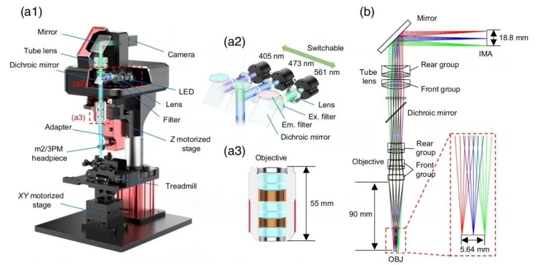 吳潤(rùn)龍課題組開發(fā)寬視場(chǎng)熒光導(dǎo)航系統(tǒng)，賦能自由行為動(dòng)物高效多光子成像