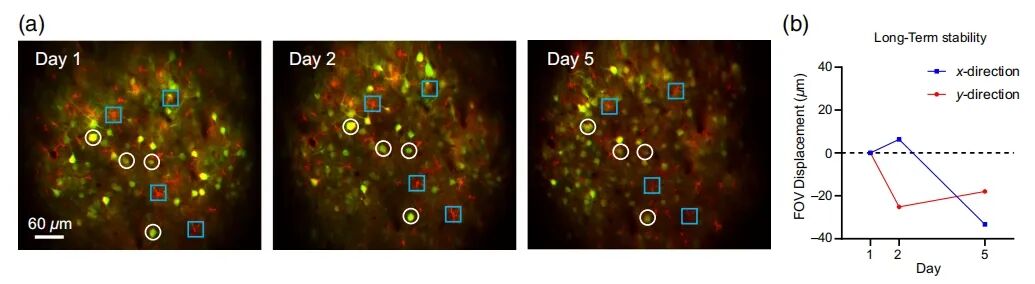 吳潤(rùn)龍課題組開發(fā)寬視場(chǎng)熒光導(dǎo)航系統(tǒng)，賦能自由行為動(dòng)物高效多光子成像